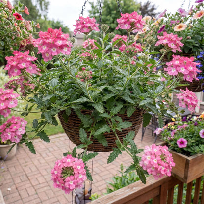 Empress Sun Pink Verbena
