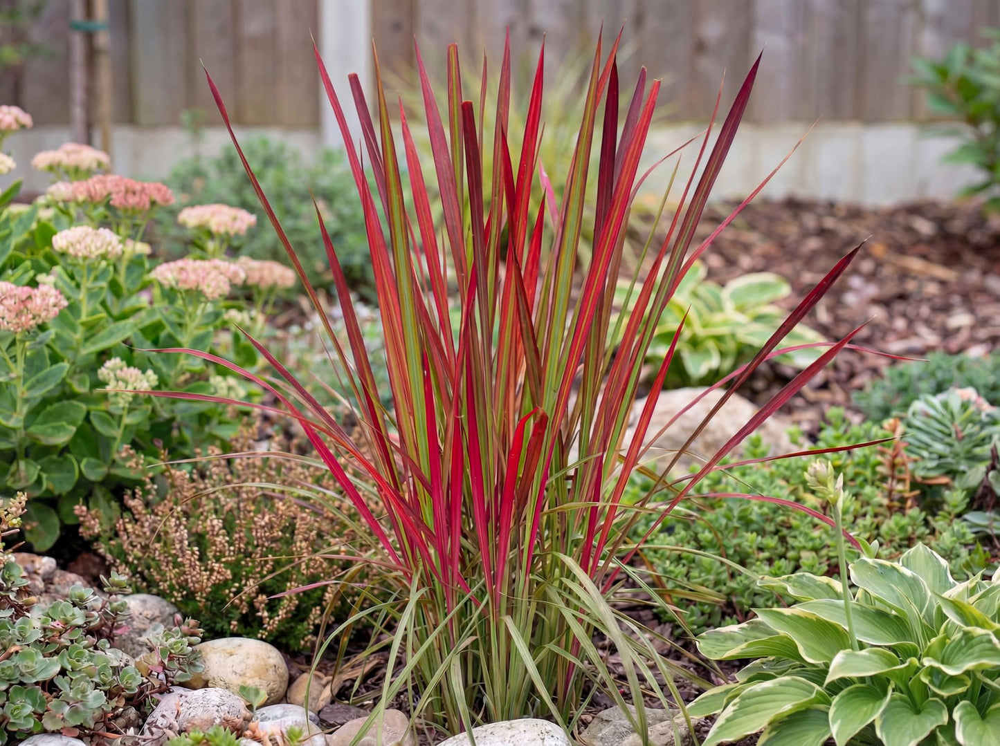 Red Baron Japanese Blood Grass