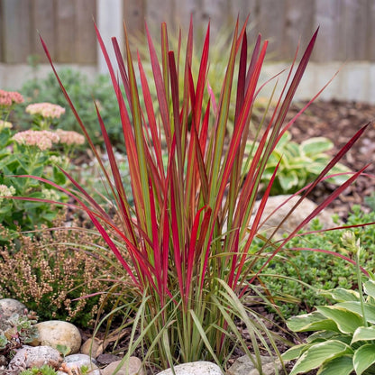 Red Baron Japanese Blood Grass