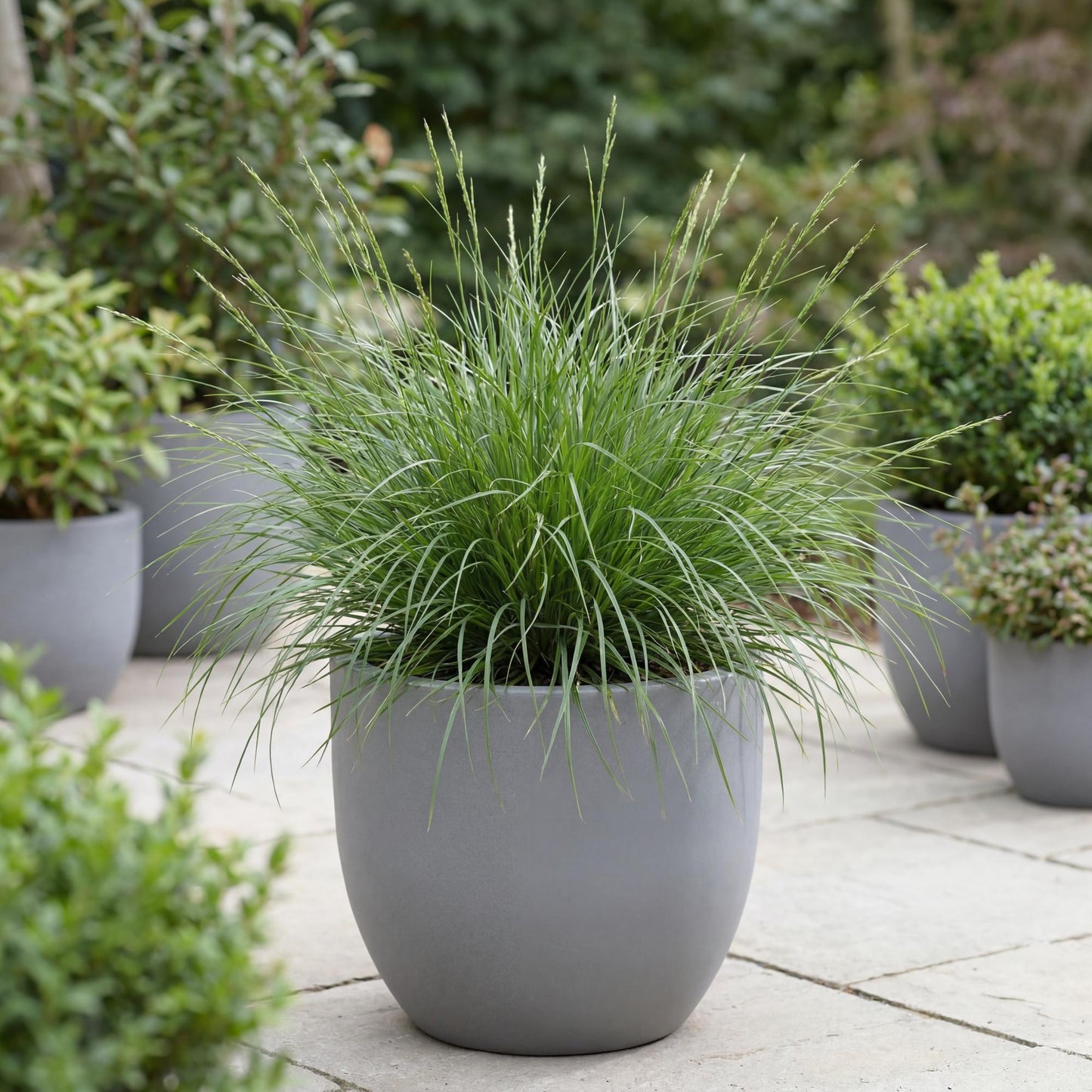 Tumulicola Carex