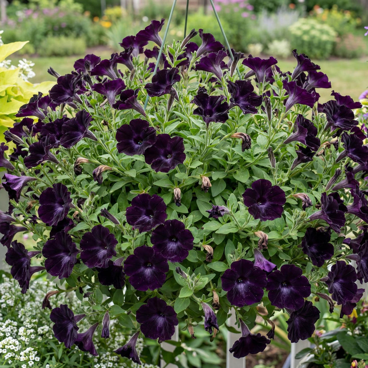 Crazytunia Black Mamba Petunia
