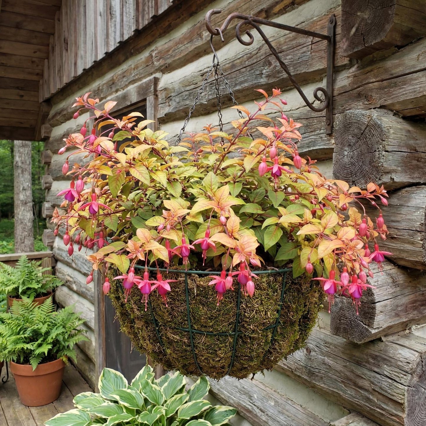 Autumnale Trailing Fuchsia