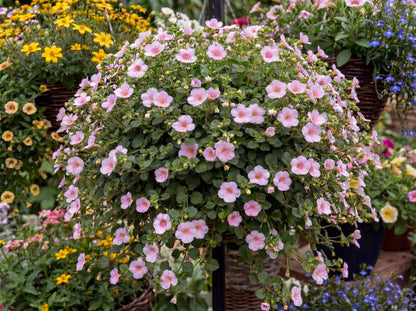 Scopia Gulliver Pink Bacopa