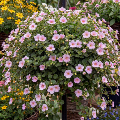 Scopia Gulliver Pink Bacopa