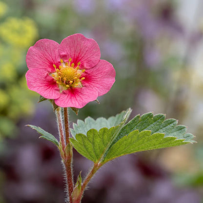 Lipstick Ornamental Strawberry