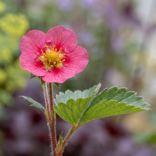 Lipstick Ornamental Strawberry