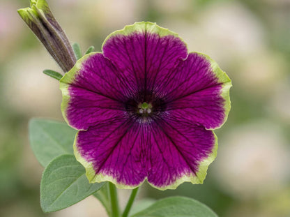 Little Picasso Petunia