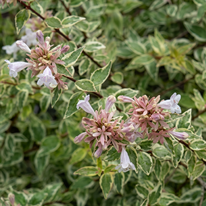 Radiance Glossy Abelia