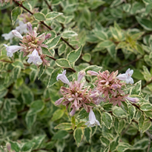 Radiance Glossy Abelia