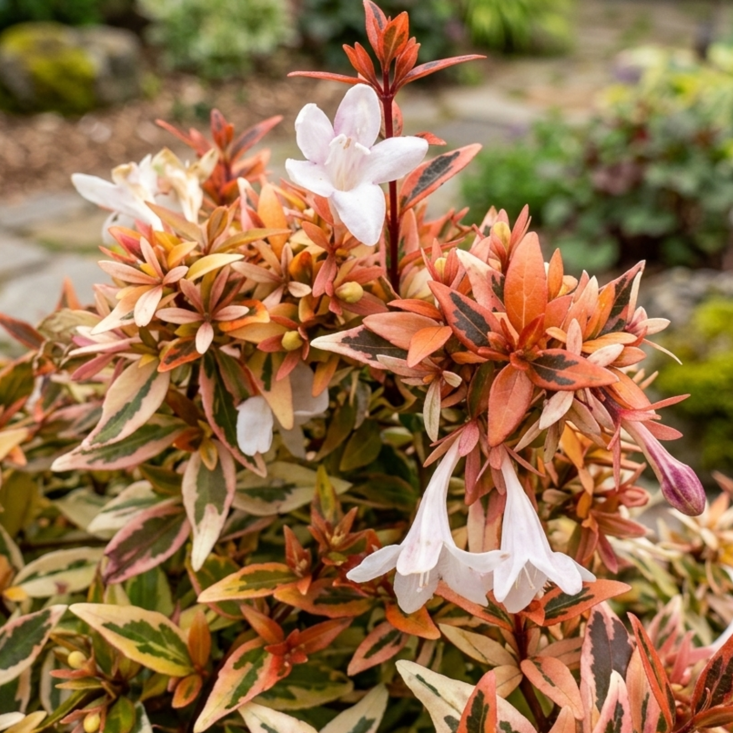 Suntastic Peach Glossy Abelia