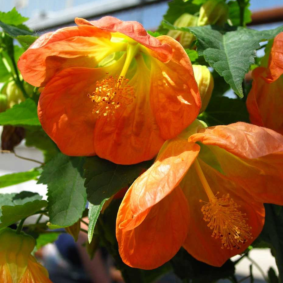 Lucky Lantern Tangerine Flowering Maple