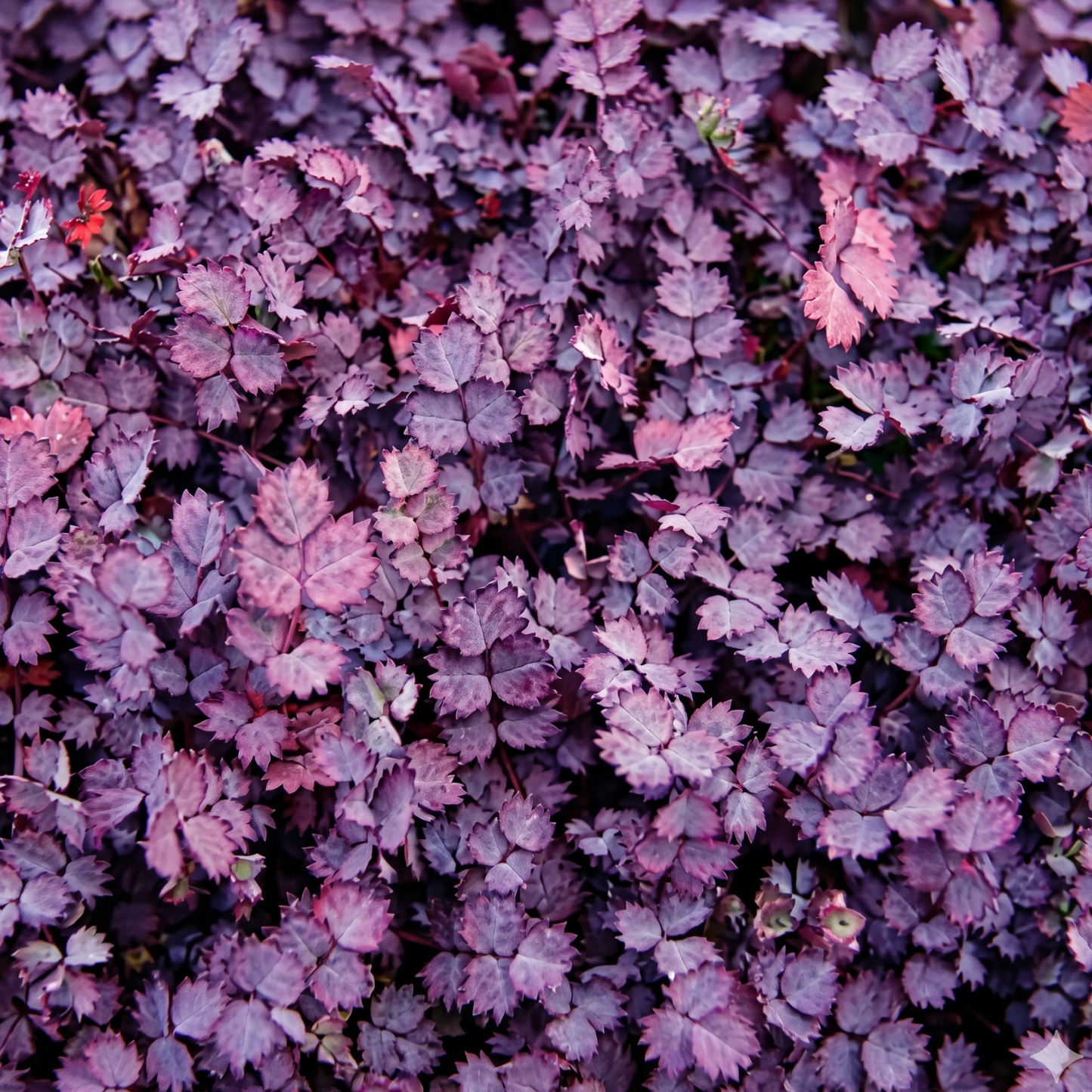 Purpurea New Zealand Burr