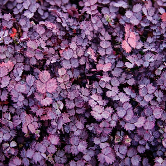 Purpurea New Zealand Burr
