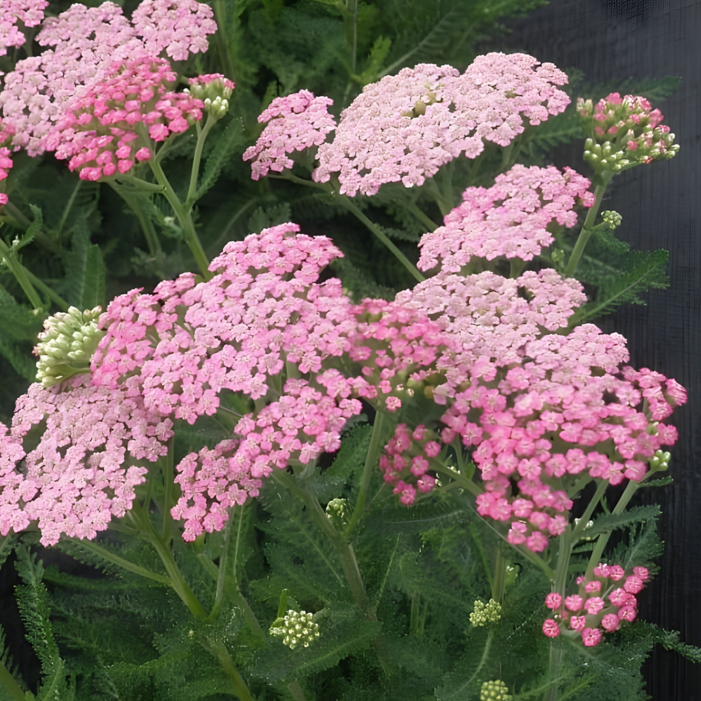 Pretty in Pink Monthly Flower Box
