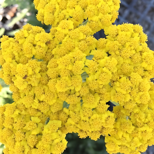 Little Moonshine Yarrow