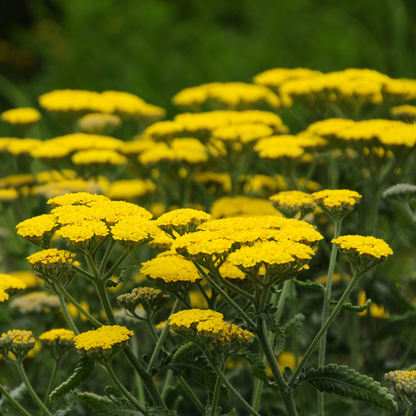 Fire Monthly Flower Box