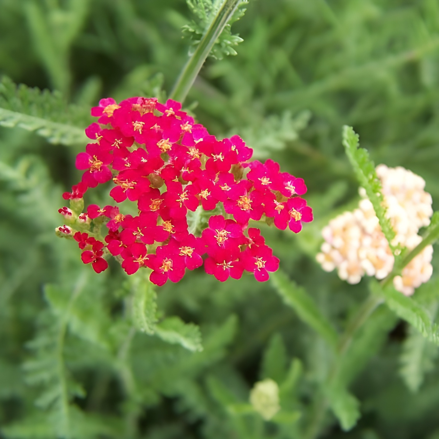 Paprika Yarrow