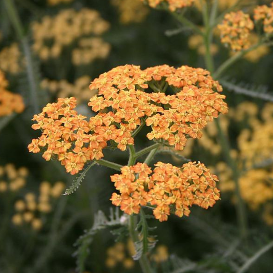 Terracotta Yarrow
