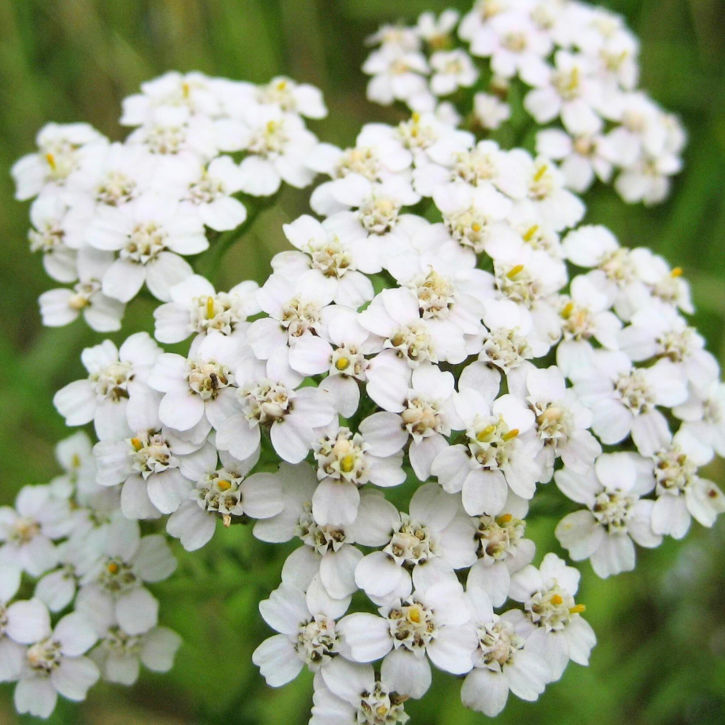 Common Yarrow