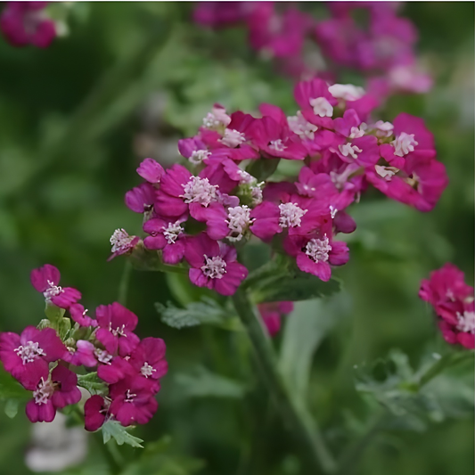 New Vintage Violet Yarrow