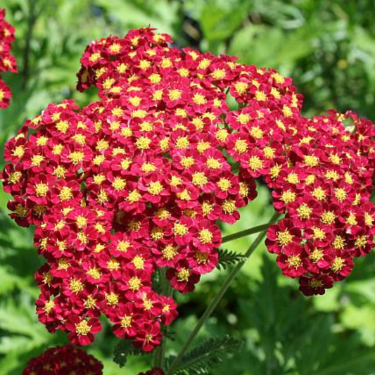 Strawberry Seduction Yarrow