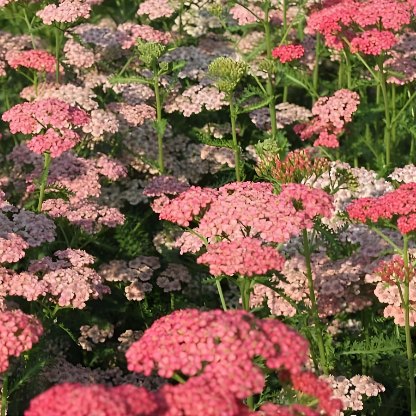 Apricot Delight Tutti Frutti Yarrow