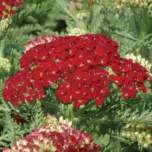 Tutti Frutti Pomegranate Yarrow
