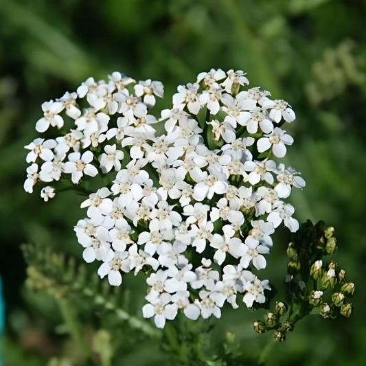 White Beauty Yarrow