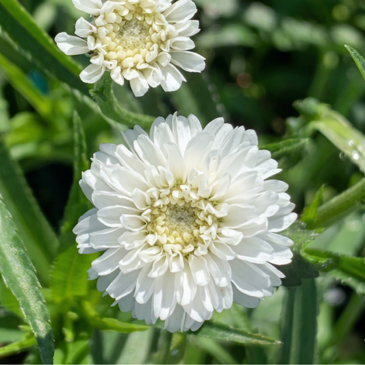 Peter Cottontail Sneezewort