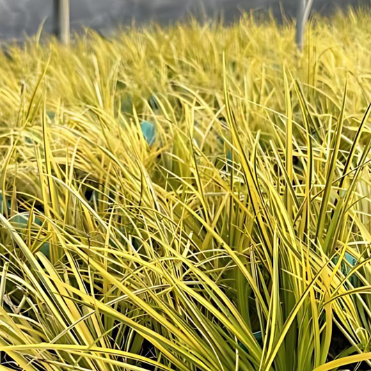 Golden Japanese Sweet Flag