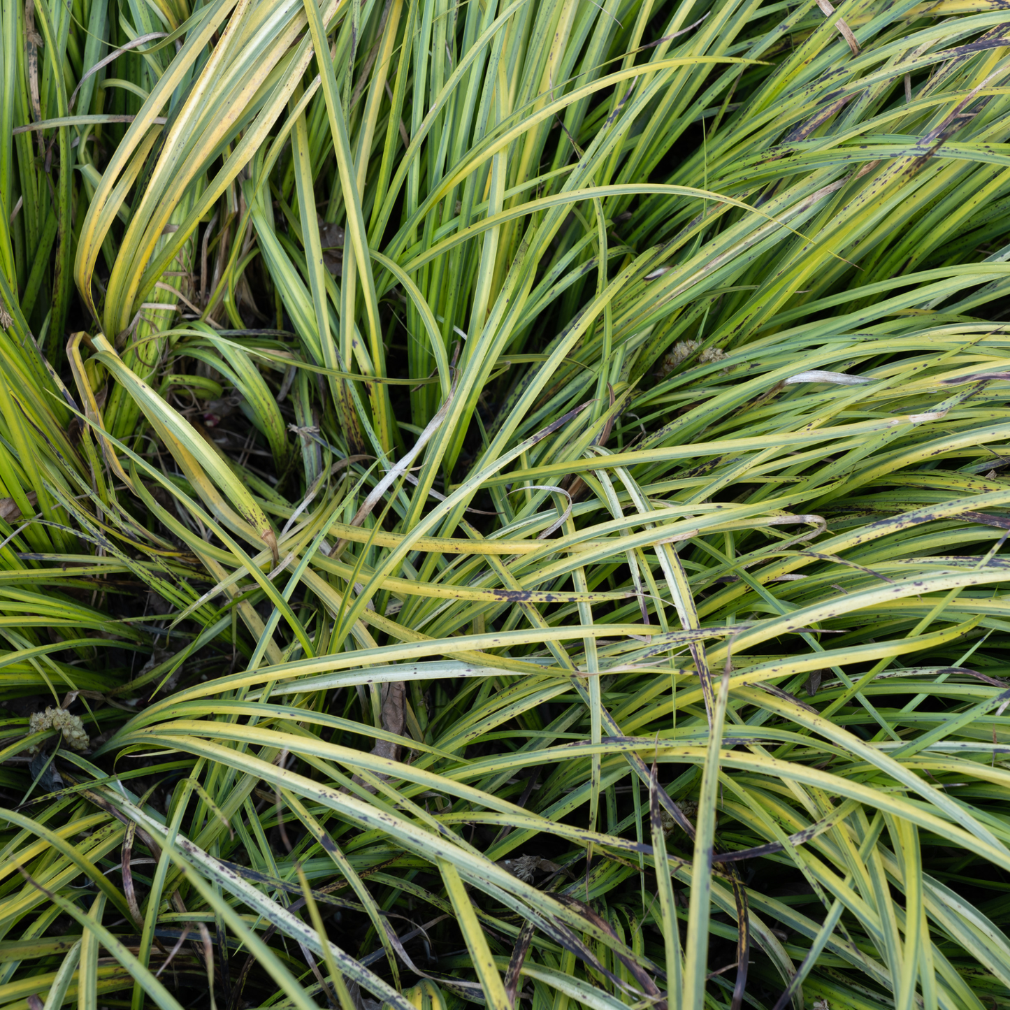 Gramineus Variegatus Acorus