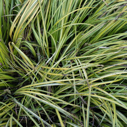 Gramineus Variegatus Acorus