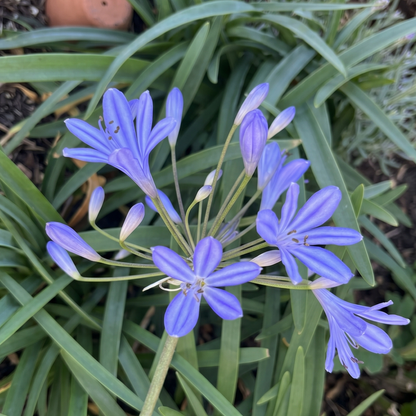 Peter Pan Lily of the Nile