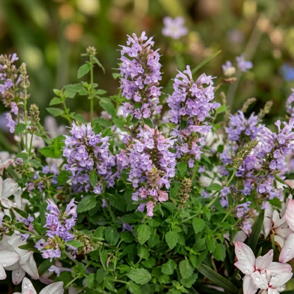 Sunrise Blue Agastache
