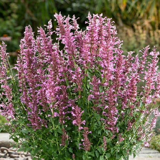 Sunny Sparks Pink Improved Agastache