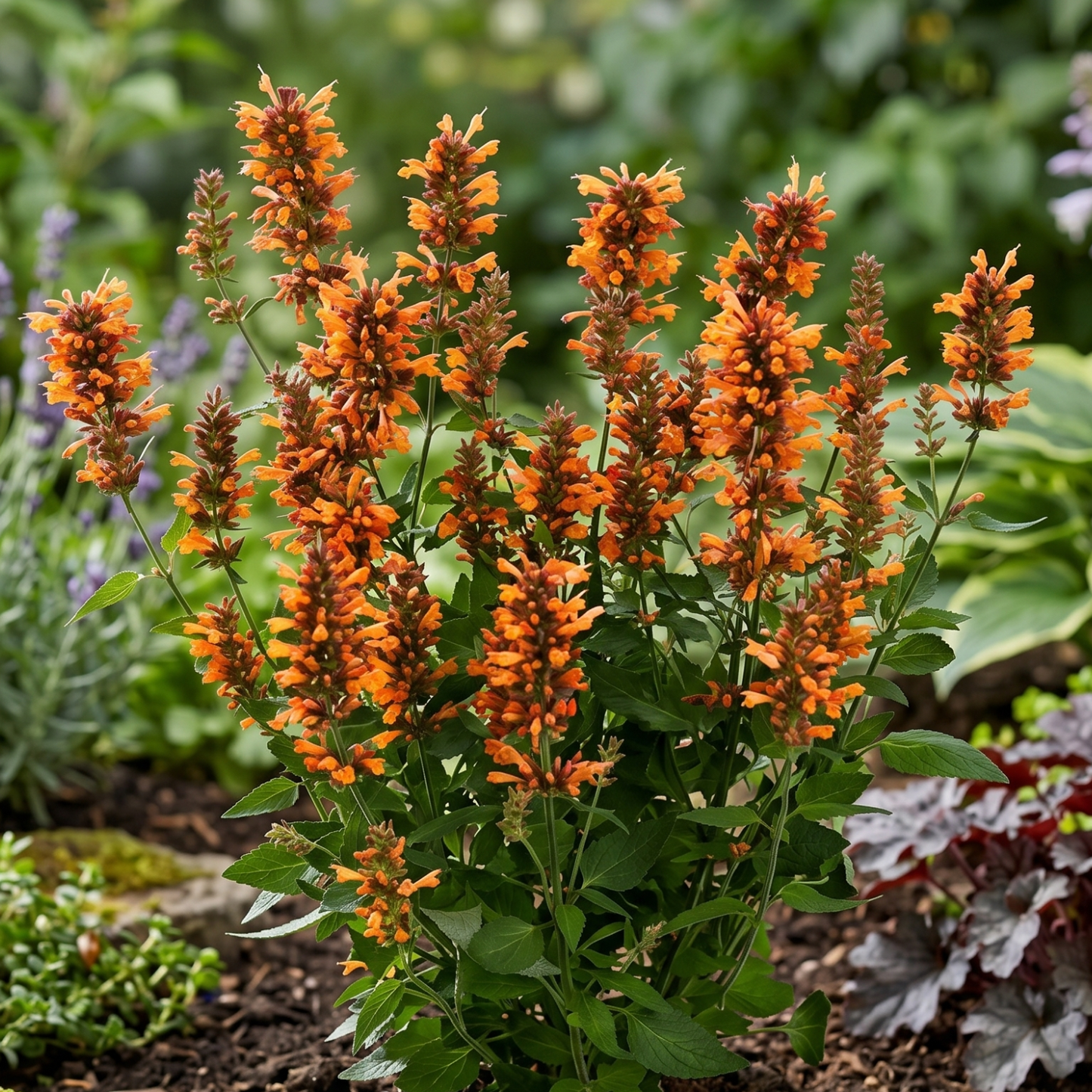 Honeysticks Ember Agastache