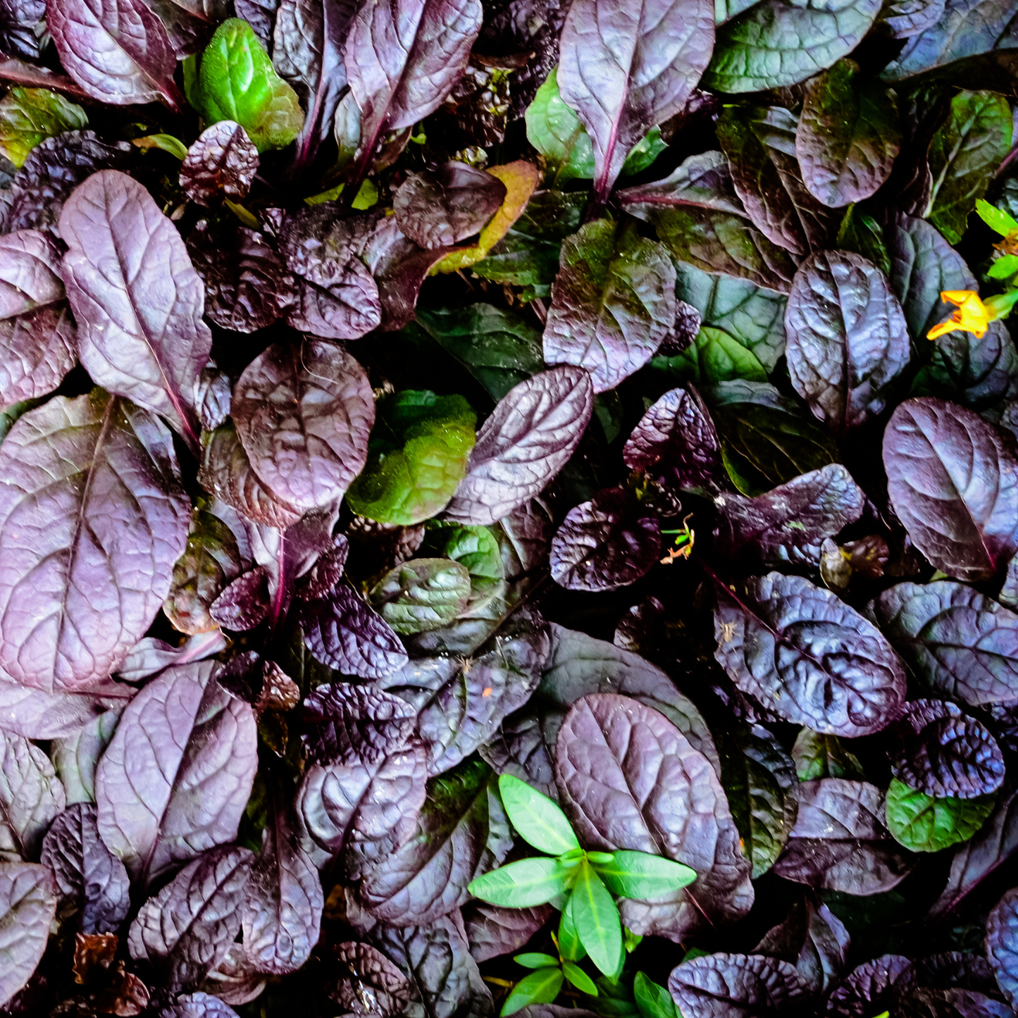 Black Scallop Ajuga
