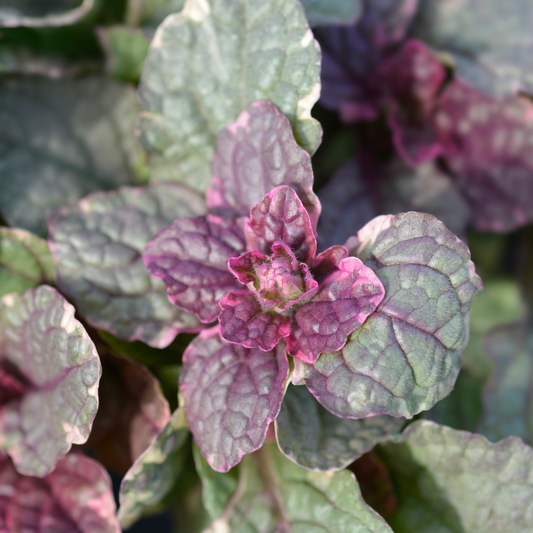 Burgundy Glow Bugleweed