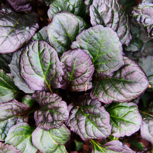 Catlin's Giant Ajuga