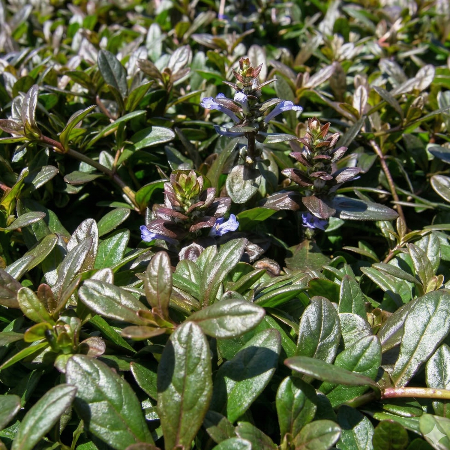 Chocolate Chip Bugleweed - 4" Live Ornamental Foliage – Planted Places