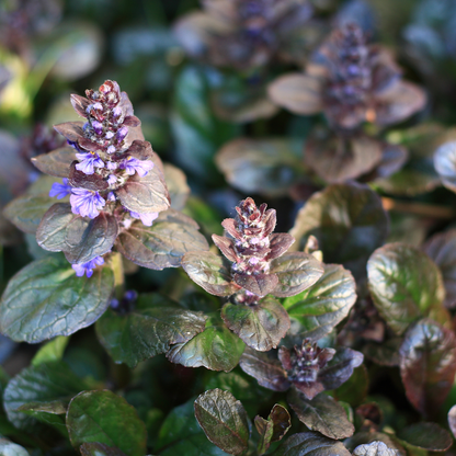Mahogany Ajuga