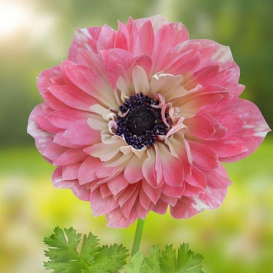 Fullstar Strawberry Anemone