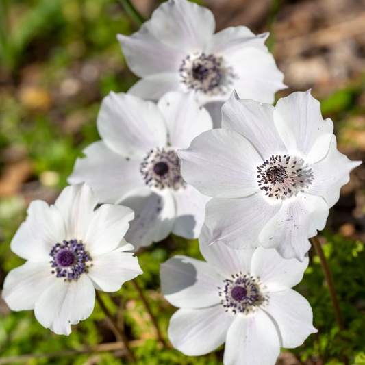 Rainbow Albino White Poppy Anemone