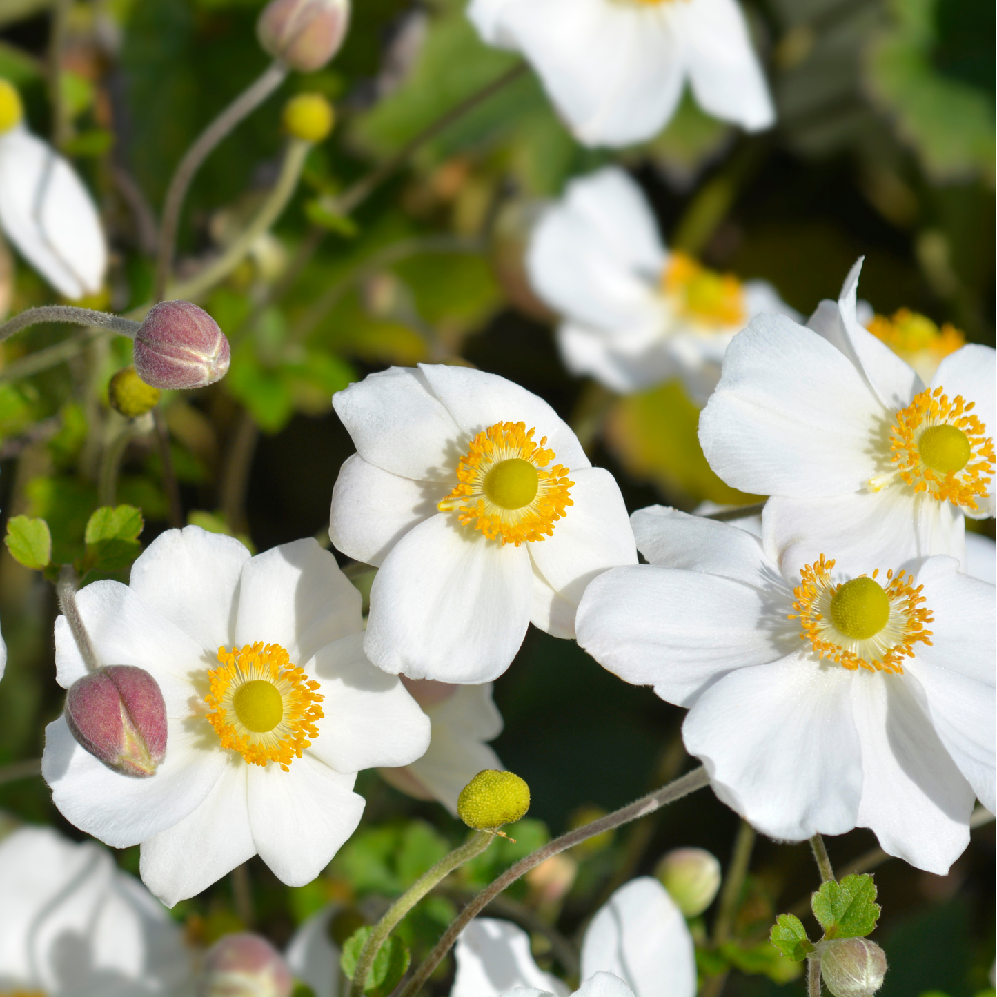 Honorine Jobert Anemone
