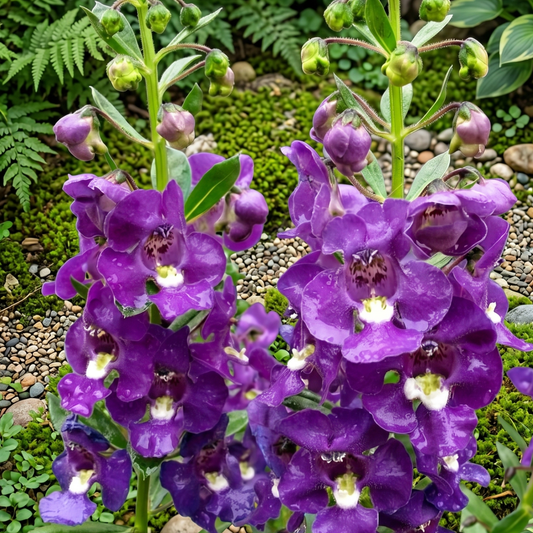 Alonia Big Indigo Summer Snapdragon