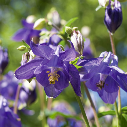Alpine Blue Columbine