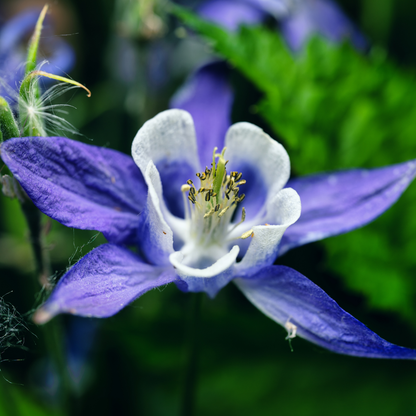 Deep Blue & White Kirigami Columbine