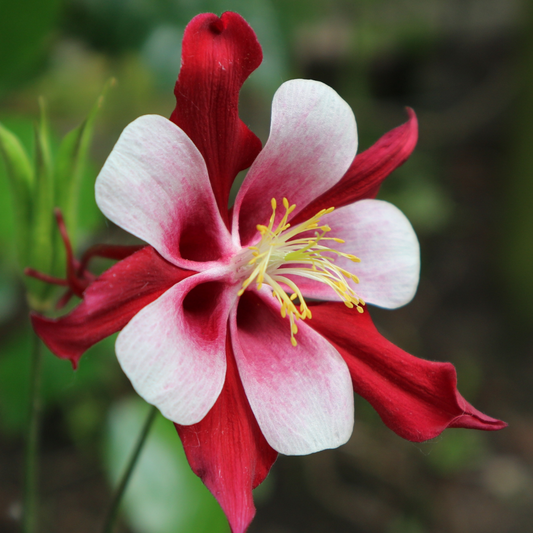 Red & White Kirigami Columbine