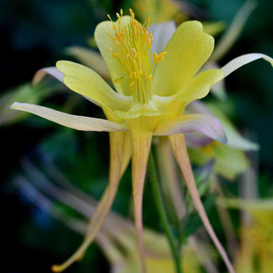 Yellow Kirigami Columbine
