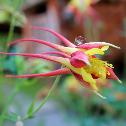 Tequila Sunrise Columbine